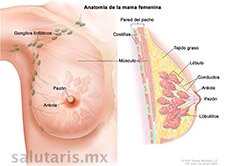 anatomia de la mama busto seno femenina